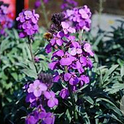 Erysimum l. Super Bowl Mauve GM P9