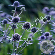 Eryngium pl. 'Blauer Zwerg' GM P9