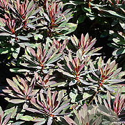 Euphorbia Blackbird GM P9