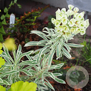 Euphorbia char. 'Emmer Green' GM P9