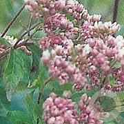 Eupatorium cannabinum 'Plenum' GM P9