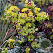 Euphorbia martini 'Velvet Ruby' GM P9