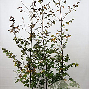 Fagus syl. 'Atropunicea' 175-200 cm 7,5L Gestokt