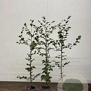 Fagus sylvatica 100-125 cm 3,5L Gestokt