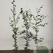 Fagus sylvatica 150-175 cm 3,5L Gestokt
