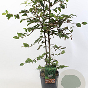 Fagus sylvatica 80-100 cm 5,0L geveerd