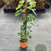 Ficus car. 'Bornholms Diamant' GM C3