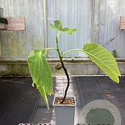 Ficus car. 'Dotatto' 60-80 cm P15