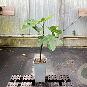 Ficus car. 'Grise de Tarascon' 40-50 cm C1.5
