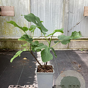 Ficus car. 'Jannot' 30-40 cm P15