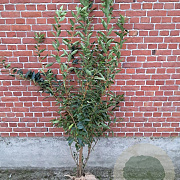 Forsythia int. 'Spectabilis' 125-150 cm met kluit