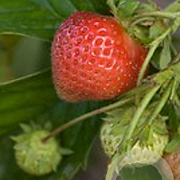 Fragaria a. 'Ostara' GM P9