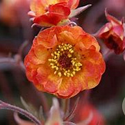 Geum 'Alabama Slammer' GM P9