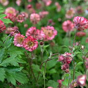 Geum 'Bell Bank' GM P9