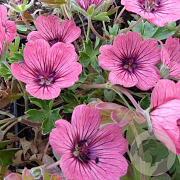 Geranium cin. Jolly Jewel Salmon GM P9
