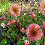 Geum 'East of Eden' GM P9