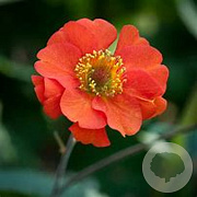 Geum 'Fire Opal' GM P9