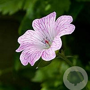 Geranium ox. 'Hollywood' GM P9