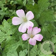 Geranium ox. 'Robina Moss' GM P9