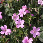 Geranium ox. 'Rosenlicht' GM P9