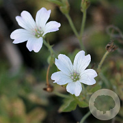 Geranium ox. 'Trevor's White' GM P9