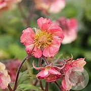 Geum Tempo Rose GM P9