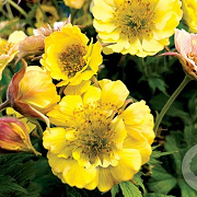 Geum 'Yellow Fluffy' GM P9