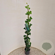 Hedera hibernica 100-125 cm 2,5L