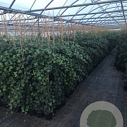 Hedera hibernica 150-175 cm 3,0L met stok