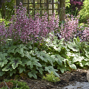Heucherella 'Pink Fizz' GM P9