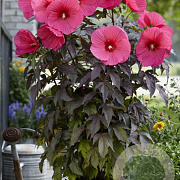 Hibiscus m. Carousel Pink Passion GM  P11
