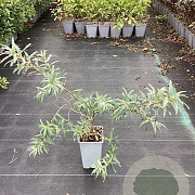Hippophae rhamn. 'Leikora' GM C1.5