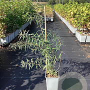Hippophae rhamn. 'Pollmix' GM C1.5