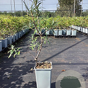 Hippophae rhamn. 'Sirola' 40-50 cm C1.5