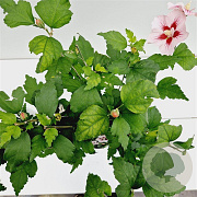 Hibiscus syr. 'Hamabo' 40-50 cm 3,0L