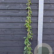 Holboellia latifolia 150-175 cm vierkant rond 5,5L