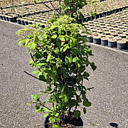 Hydrangea anomala petiolaris 100-125 cm 15L
