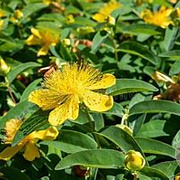 Hypericum calyc. 'Rose von Sharon' GM P9