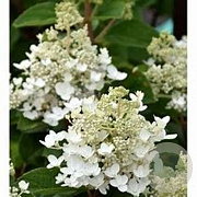 Hydrangea pan. Baby Lace GM 3,0L leverbaar