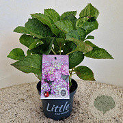 Hydrangea m. 'Little Purple' 20-25 cm 2,0L