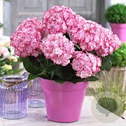 Hydrangea m. Miss Saori GM 3,0L leverbaar
