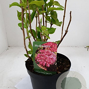 Hydrangea m. Princess Diana GM 3,0L leverbaar