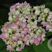 Hydrangea m. 'Semperflorens' GM 3,0L leverbaar