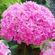 Hydrangea m. You&Me Perfection GM 3,0L leverbaar