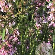 Hyssopus officinalis 'Roseus' GM P9