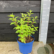Hydrangea pan. Bobo 25-30 cm 5,0L