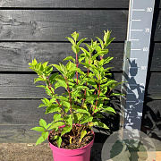 Hydrangea pan. Living Pink & Rose 30-40 cm 5,0L