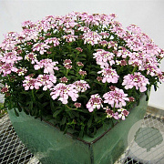 Iberis semp. 'Pink Ice' GM P9