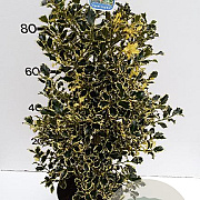 Ilex aq. 'Argentea Marginata' 100-125 cm met kluit