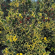 Ilex altacl. 'Golden King' 60-80 cm met kluit